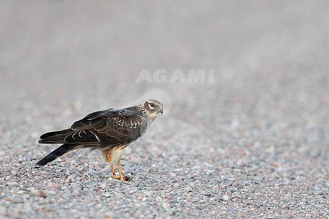 Pallid Harrier (Circus macrorus) first-summer female standing on the ground with a prey in her talons. stock-image by Agami/Arto Juvonen,