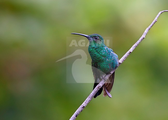 Buffons Pluimkolibrie, White-vented Plumeleteer, Chalybura buffonii stock-image by Agami/Marc Guyt,