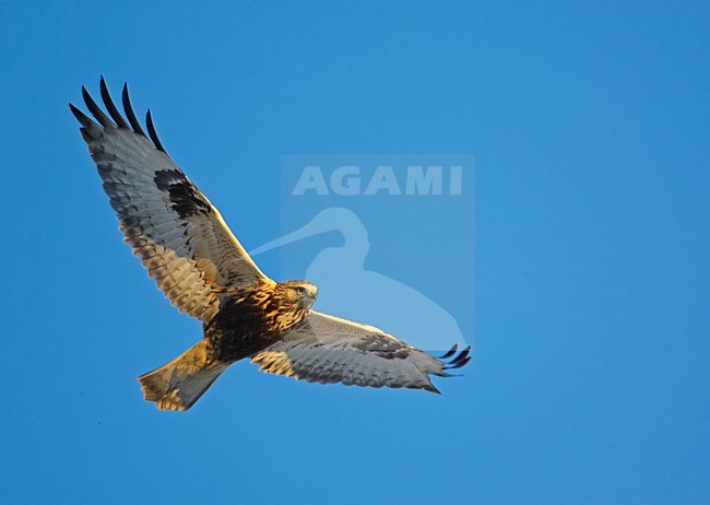 Rough-legged Buzzard flying; Ruigpootbuizerd vliegend stock-image by Agami/Markus Varesvuo,