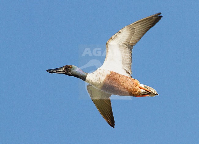  stock-image by Agami/Menno van Duijn,