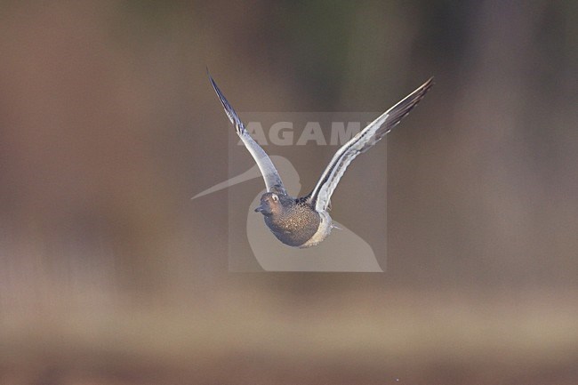 Vliegend mannetje Zomertaling; Flying male Garganey stock-image by Agami/Jari Peltomäki,