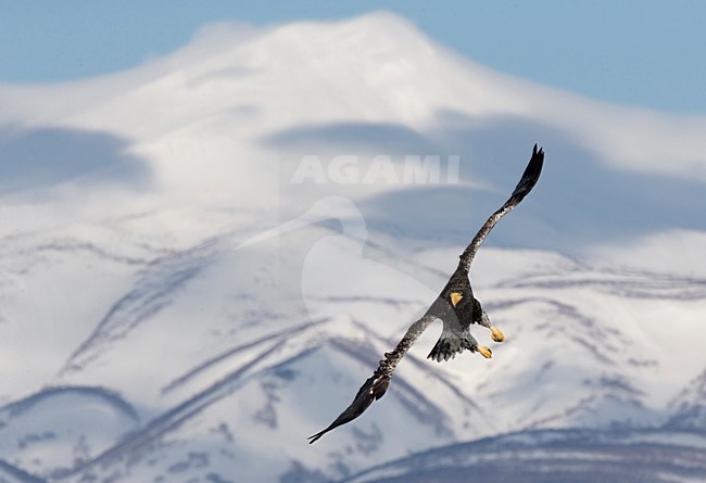 Volwassen Steller-zeearend in vlucht, Adult Stellers Sea-eagle in flight stock-image by Agami/Markus Varesvuo,