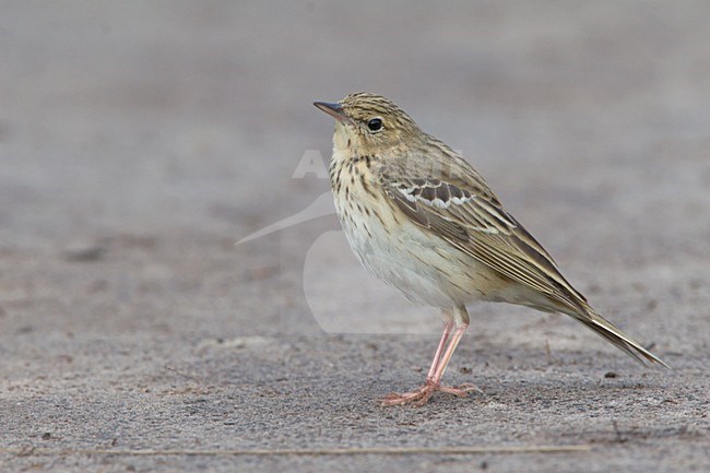 Boompieper; Tree Pipit stock-image by Agami/Ran Schols,