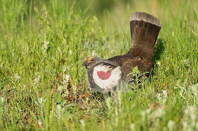 Adult male
Boulder Co., CO
June 2023 stock-image by Agami/Brian E Small,