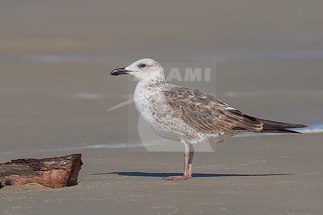 1st year
Galveston Co., TX
April 2023 stock-image by Agami/Brian E Small,