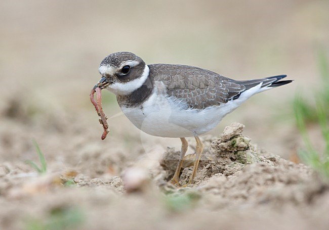 Onvolwassen Bontbekplevier in zit; Immature Ringed Plover on the ground stock-image by Agami/Ran Schols,