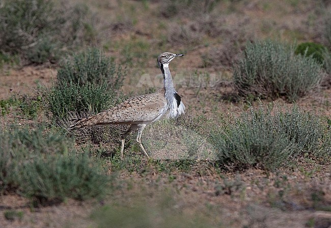 Macqueen's Bustard (Chlamydotis macqueenii) male in Uzbekistan desert. stock-image by Agami/Andy & Gill Swash ,