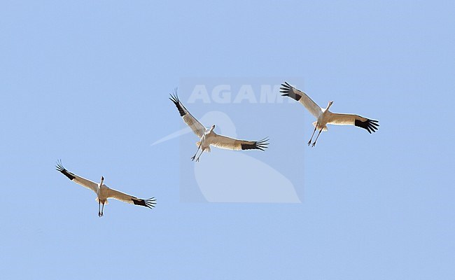 Ernstig bedreigde Siberische Witte Kraanvogels in Chinese overwinteringsgebied; CRITICALLY ENDANGERED Siberian Cranes (Leucogeranus leucogeranus) in Chinese wintering area stock-image by Agami/James Eaton,