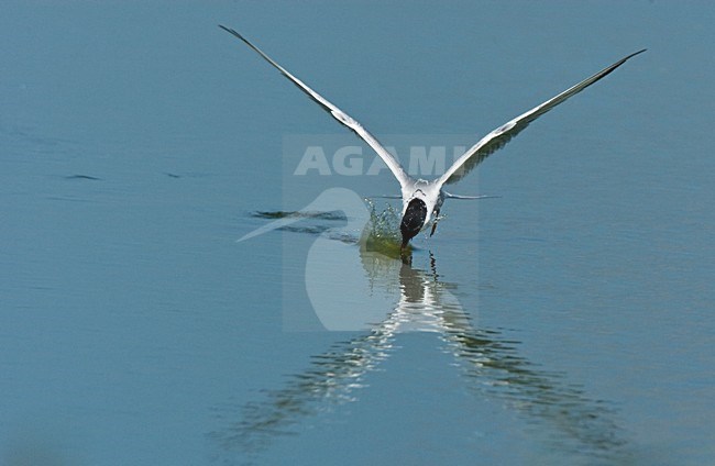 Visdief vissend; Common Tern fishing stock-image by Agami/Roy de Haas,