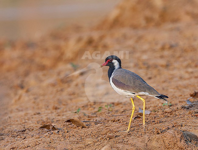 Adult Red-wattled Lapwing (Vanellus indicus) in India. stock-image by Agami/Marc Guyt,