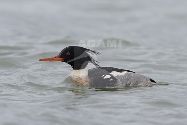 Red-breasted Merganser male swimming; Middelste Zaagbek man zwemmend stock-image by Agami/Daniele Occhiato,