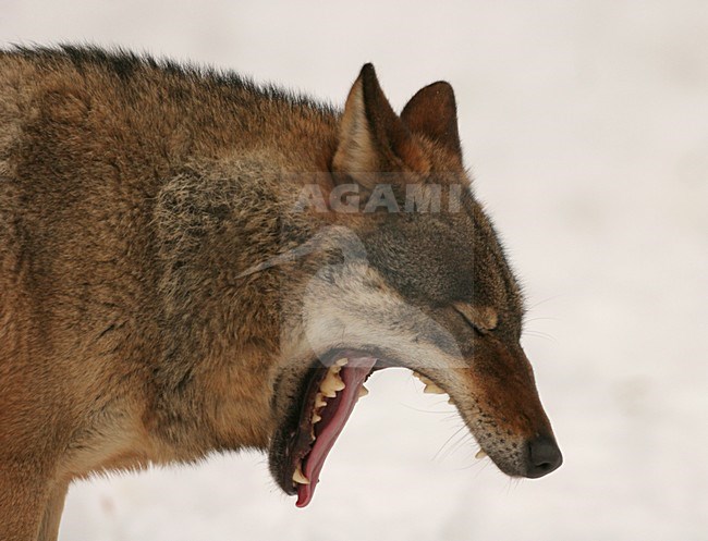 Gapende Europese Wolf; Yawning European Wolf stock-image by Agami/Menno van Duijn,