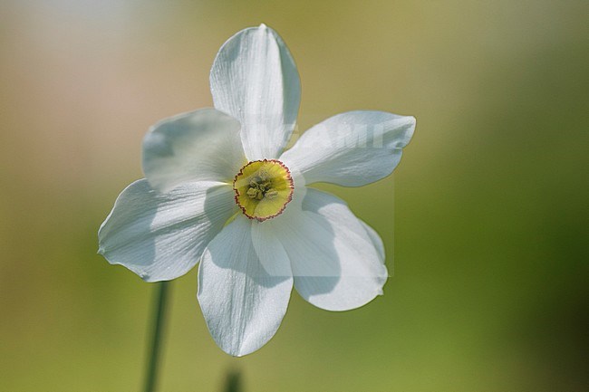 Pheasant's-eye Daffodil flowers stock-image by Agami/Wil Leurs,