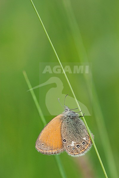 Roodstreephooibeestje / Chestnut Heath (Coenonympha glycerion) stock-image by Agami/Wil Leurs,