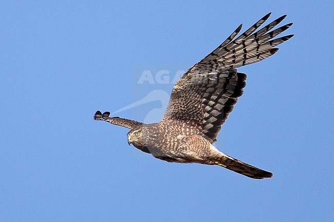 A Female Cinereous Harrier (Circus cinereus) at Mendoza, Argentina. stock-image by Agami/Tom Friedel,