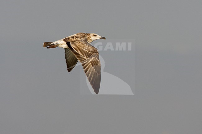 Heuglinsmeeuw in vlucht; Heuglin's Gull in flight stock-image by Agami/Daniele Occhiato,