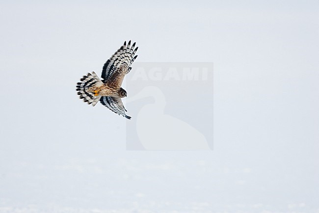 Juveniele Blauwe Kiekendief in de vlucht; Juvenile Hen Harrier in flight stock-image by Agami/Menno van Duijn,