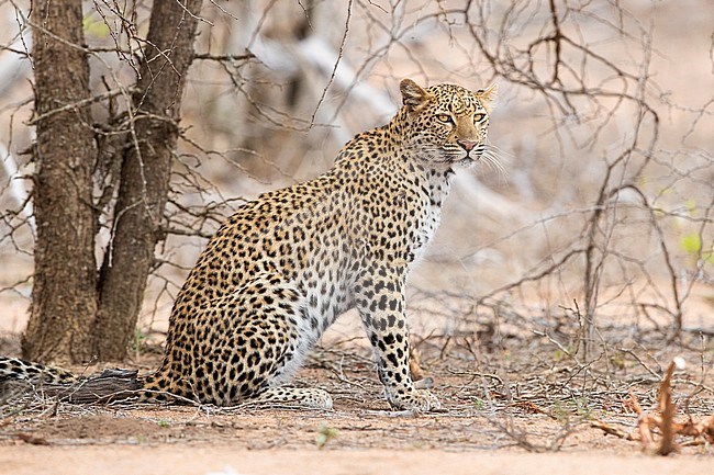 Leopard (Panthera pardus), adult female sitting on the ground, Mpumalanga, South Africa stock-image by Agami/Saverio Gatto,