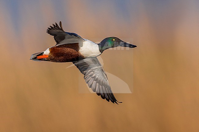 Vliegend mannetje Slobeend; Northern Shoveler male in flight stock-image by Agami/Daniele Occhiato,