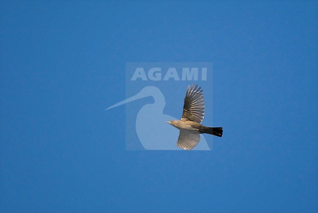 Merel, Common Blackbird, Turdus merula stock-image by Agami/Marc Guyt,