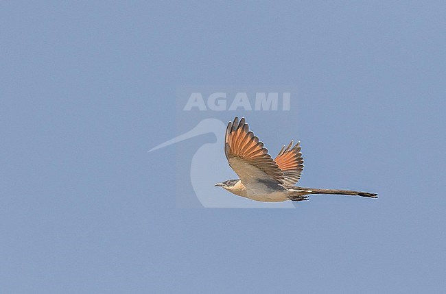 Wintering immature Great Spotted Cuckoo (Clamator glandarius) in Ghana. stock-image by Agami/Pete Morris,