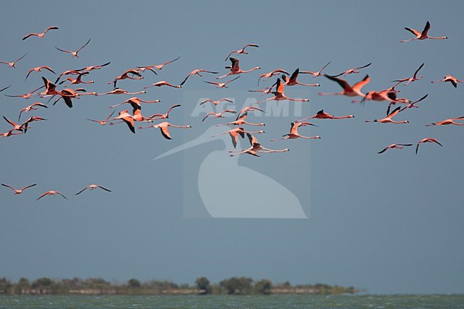 Rode Flamingo een groep in vlucht Mexico, American Flamingo a flock in flight Mexico stock-image by Agami/Wil Leurs,