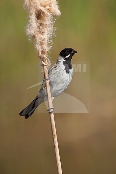 Mannetje Rietgors op lisdodde stengel Nederland, Male Common Reed Bunting on cattail stalk Netherlands stock-image by Agami/Wil Leurs,