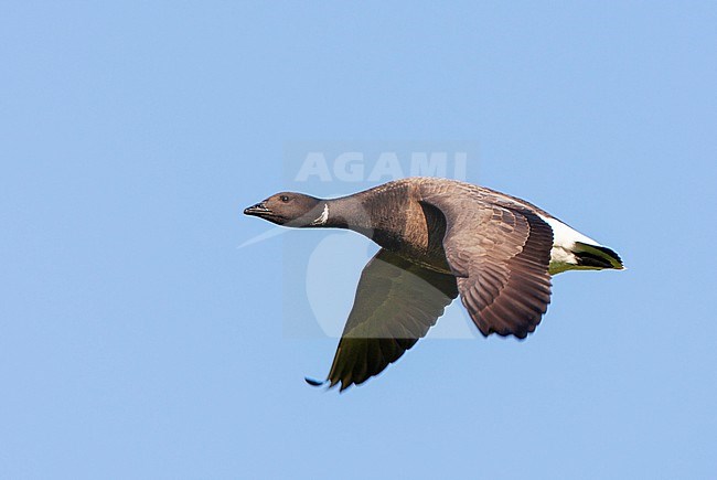 Dark-bellied Brent Goose (Branta bernicla) in the Netherlands. stock-image by Agami/Marc Guyt,