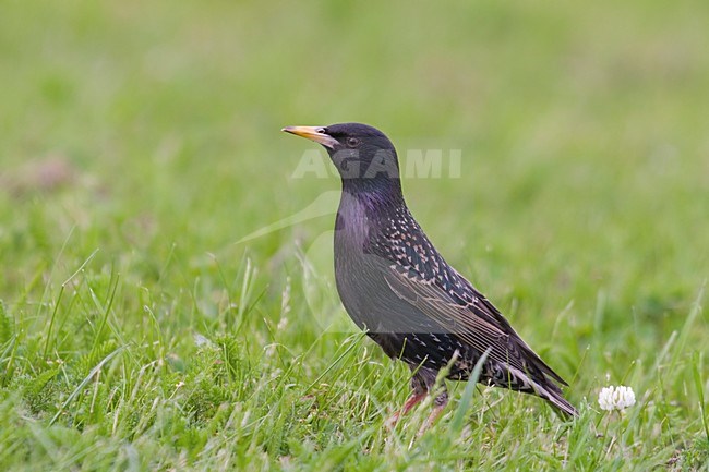 Spreeuw zittend in een weiland; Common Starling perched in a meadow stock-image by Agami/Han Bouwmeester,