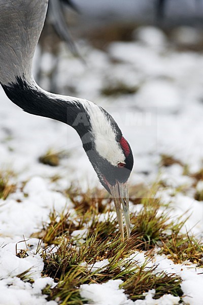 Kraanvogel foeragerend; Common Crane foraging stock-image by Agami/Jari Peltomäki,