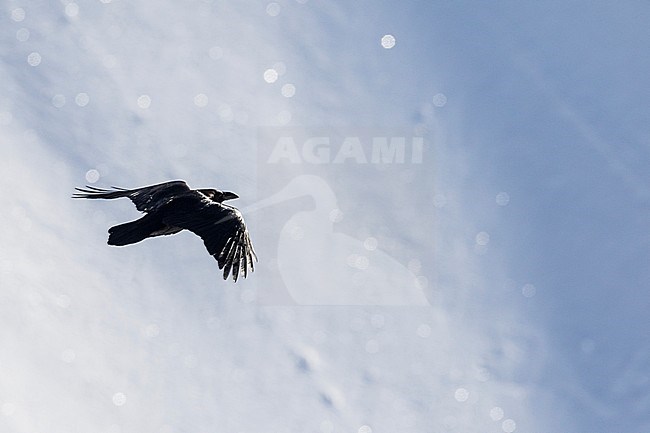 Common Raven - Kolkrabe - Corvus corax ssp. corax, Switzerland stock-image by Agami/Ralph Martin,