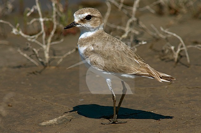 Kentish Plover female; Strandplevier vrouw stock-image by Agami/Marc Guyt,