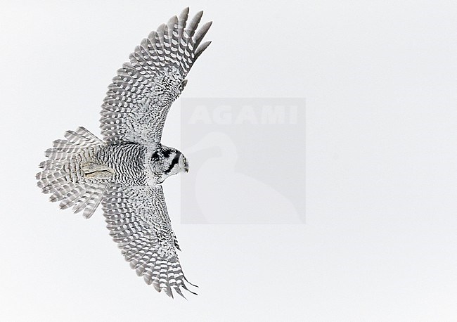 Hawk Owl (Surnia ulula) Kuusamo Finland February 2016 stock-image by Agami/Markus Varesvuo,