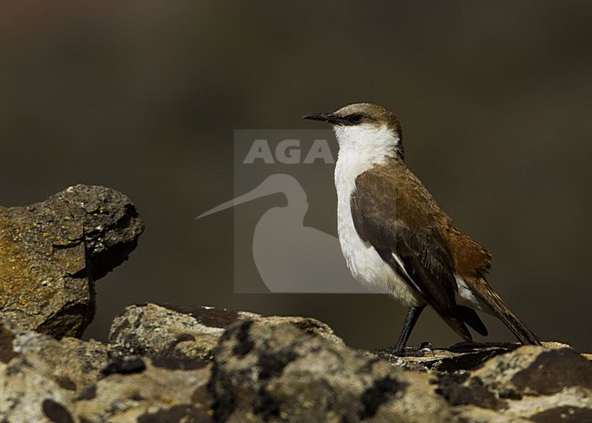 Witbuikwipstaart op rots, White-bellied Cinclodes on rock stock-image by Agami/Dubi Shapiro,