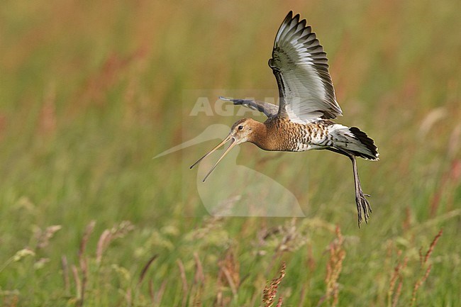 Grutto, Black-tailed Godwit; Limosa limosa stock-image by Agami/Arie Ouwerkerk,