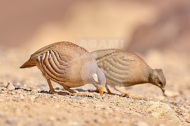 Sand Partridge (Ammoperdix heyi), male and female feeding in the desert, Israel stock-image by Agami/Tomas Grim,