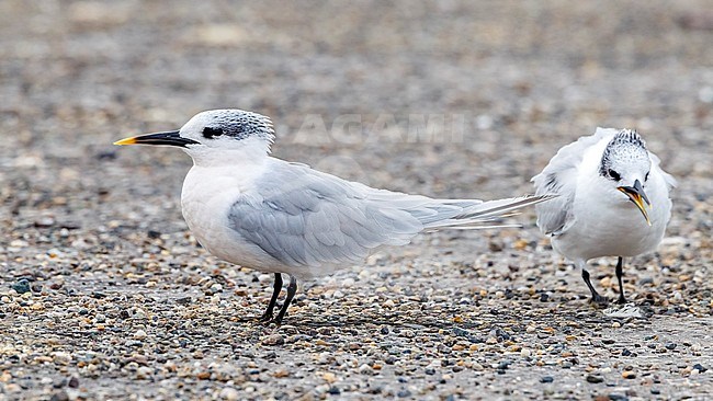 Adult winter Sandwich Tern sitting on a road in Browersdam, Zeeland, The Netherlands. November 2011. stock-image by Agami/Vincent Legrand,