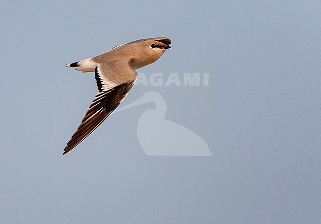 Adult Small Pratincole (Glareola lactea) in typical river habitat in Asia. Flying fast through the sky. stock-image by Agami/Marc Guyt,