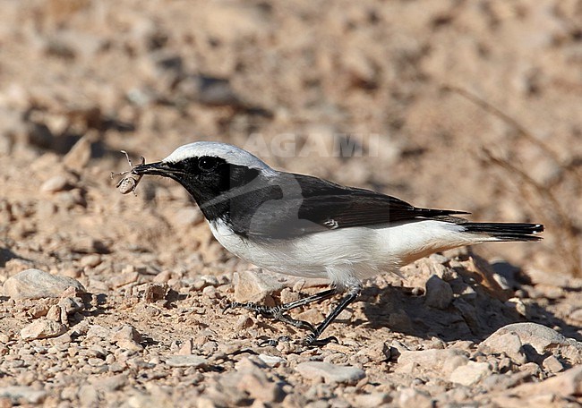 Male Mourning Wheatear (Oenanthe lugens) in Israel. stock-image by Agami/Tomi Muukkonen,