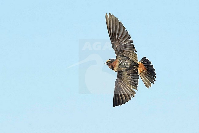 American Cliff Swallow (Petrochelidon pyrrhonota) in flight, seen from above. stock-image by Agami/Brian E Small,