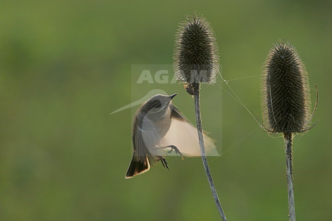 Vrouwtje Roodborsttapuit in de vlucht; Femlae European Stonechat in flight stock-image by Agami/Menno van Duijn,