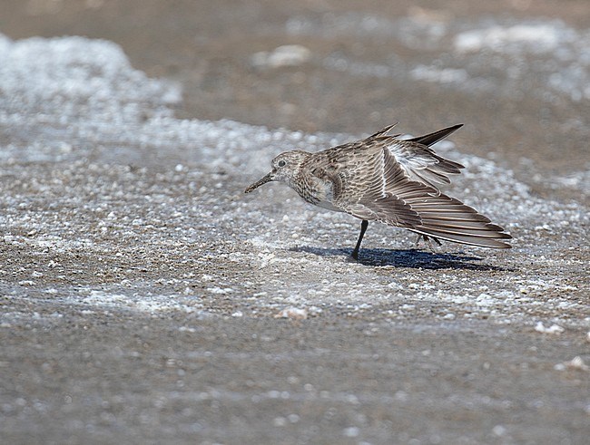 First-winter Baird's Sandpiper (Calidris bairdii) wintering in Argentina. Stretching its wing. stock-image by Agami/Dani Lopez-Velasco,