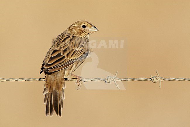 Grauwe Gors zittend op prikkeldraad; Corn Bunting perched on barbed wire stock-image by Agami/Markus Varesvuo,