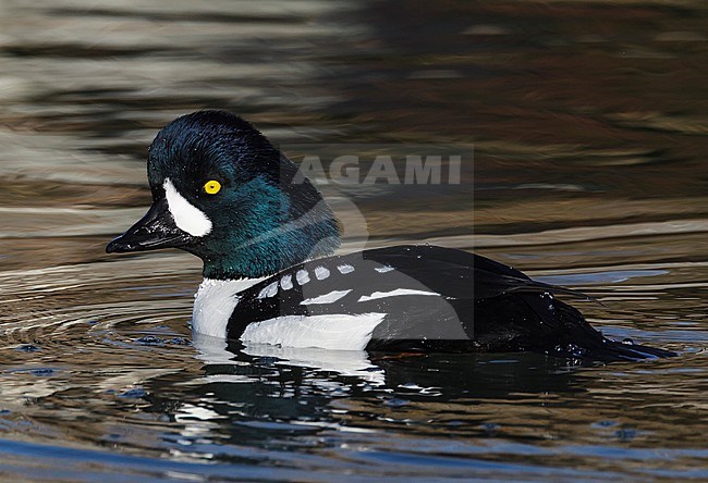 Adult male
San Mateo Co., CA
December 2012 stock-image by Agami/Brian E Small,