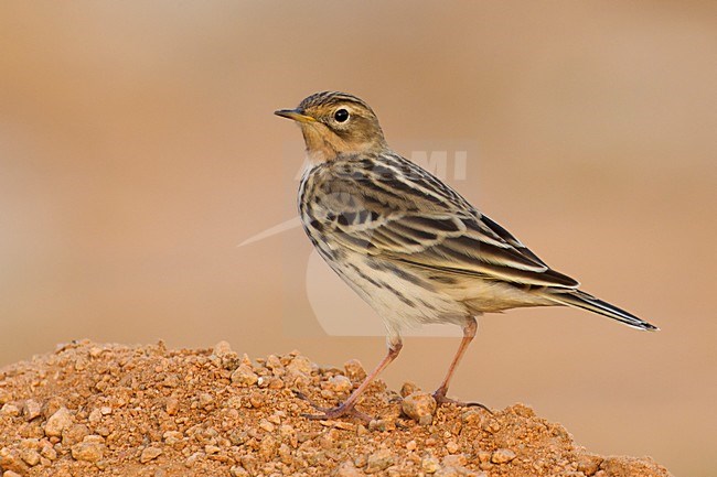 Volwassen Roodkeelpieper; Adult Red-Throated Pipit stock-image by Agami/Daniele Occhiato,