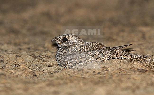 Sykes's Nightjar, Caprimulgus mahrattensis, resting on the ground neat Bhuj in India. stock-image by Agami/James Eaton,