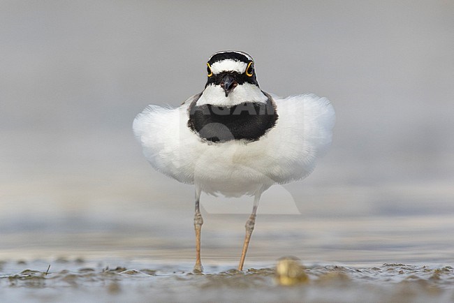 Little Ringed Plover (Charadrius dubius), front view of an adult male displaying, Campania, Italy stock-image by Agami/Saverio Gatto,
