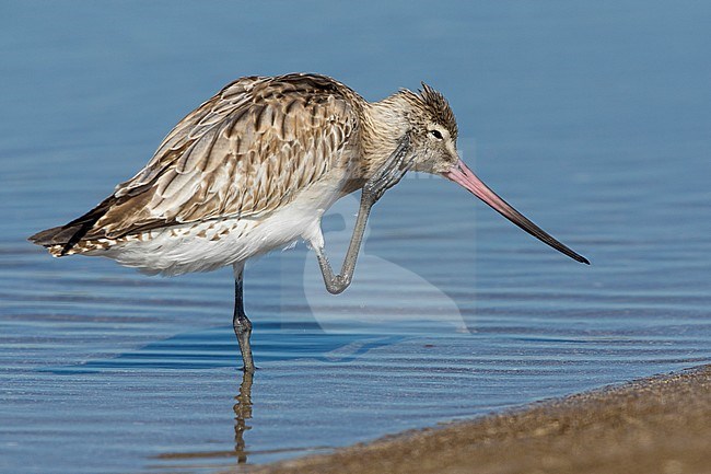 Bar-tailed Godwit (Limosa lapponica), scratching in the water, Liwa, Al Batinah, Oman stock-image by Agami/Saverio Gatto,