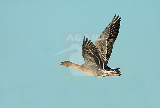 Tundra Bean Goose (Anser serrirostris), adult in flight, seen from the side showing upperwing and underwing. stock-image by Agami/Fred Visscher,