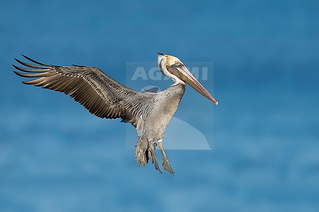 Adult breeding
San Diego Co., CA
January 2020 stock-image by Agami/Brian E Small,